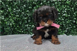 Ivory - puppy for sale