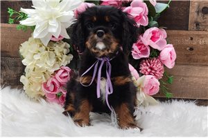 Ivory - Cavalier King Charles Spaniel for sale