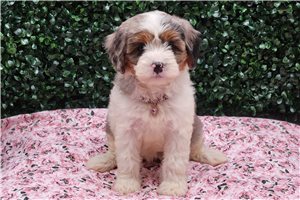 Goldilocks - puppy for sale
