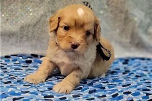 Franklin - Cavapoo for sale