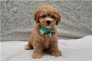 Anson - puppy for sale