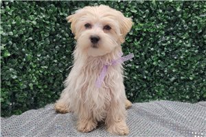 Harper - Malti Poo - Maltipoo for sale