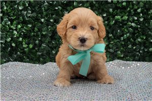 Antonio - puppy for sale
