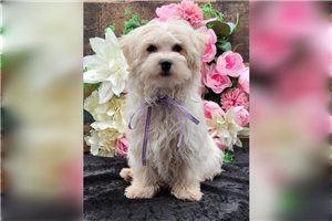 Harper - Malti Poo - Maltipoo for sale
