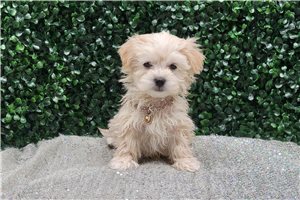 Harrison - puppy for sale