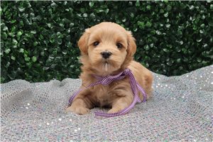 Amor - Malti Poo - Maltipoo for sale
