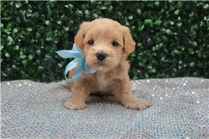 Armand - puppy for sale