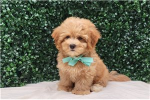 Antonio - Malti Poo - Maltipoo for sale