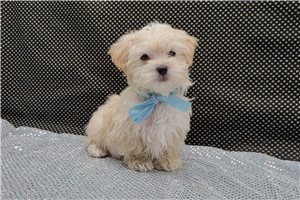 Harrison - Malti Poo - Maltipoo for sale