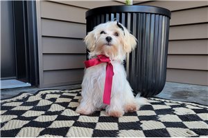Harrison - Malti Poo - Maltipoo for sale