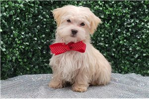 Harrison - Malti Poo - Maltipoo for sale