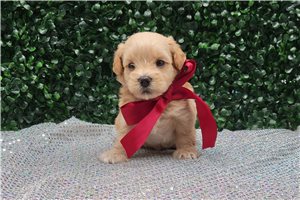 Ansel - puppy for sale