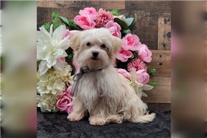 Harrison - puppy for sale