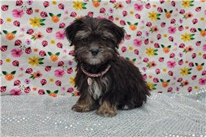 Harrietta - Malti Poo - Maltipoo for sale