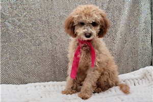 Amanda - Malti Poo - Maltipoo for sale