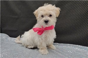 Harper - Malti Poo - Maltipoo for sale
