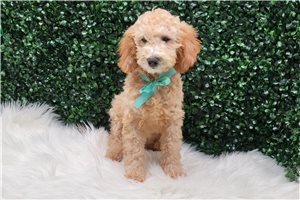 Antonio - puppy for sale