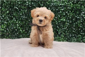 Anson - Malti Poo - Maltipoo, placed in Bloomington