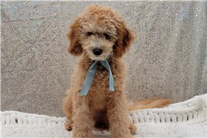 Ansel - Malti Poo - Maltipoo for sale