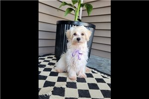 Harper - Malti Poo - Maltipoo for sale