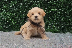 Anson - puppy for sale