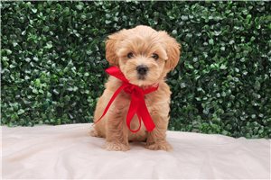Ansel - Malti Poo - Maltipoo, placed in Bloomington