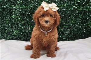 Alyssa - puppy for sale