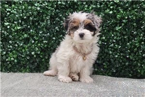 Harry - Malti Poo - Maltipoo for sale