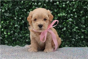 Amina - puppy for sale