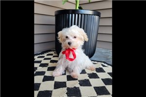 Harrison - Malti Poo - Maltipoo for sale