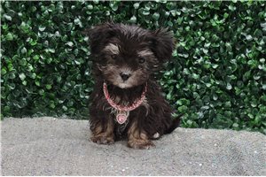 Harrietta - puppy for sale