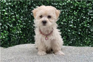 Harper - Malti Poo - Maltipoo for sale