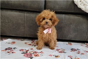 Minnie - Poodle, Miniature for sale