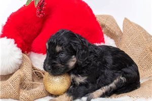 Eric - Aussiedoodle for sale