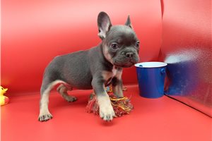 Cal - French Bulldog for sale
