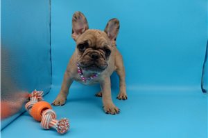 Roma - French Bulldog for sale