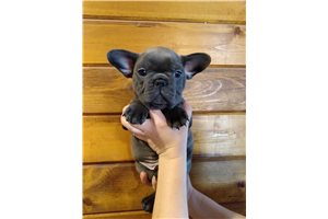 August - French Bulldog for sale