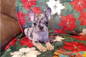 Ceasar - French Bulldog for sale