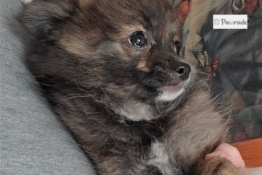 Celeste - Pomeranian for sale