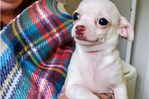 Monty - Chihuahua for sale