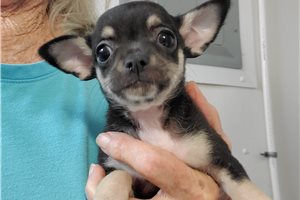Louie - Chihuahua for sale
