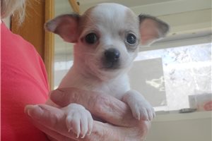 Dasha - puppy for sale