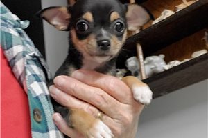 Darby - Chihuahua for sale