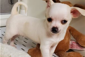 Paxton - Chihuahua for sale