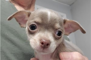 Candace - Chihuahua for sale