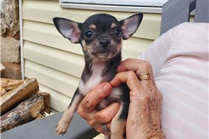Louie - Chihuahua for sale