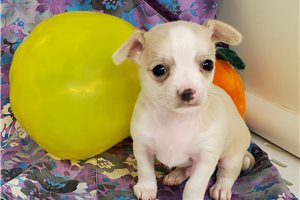 Bruno - Chihuahua for sale