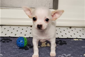 Marcus - puppy for sale