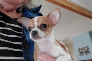 Fletcher - Chihuahua for sale