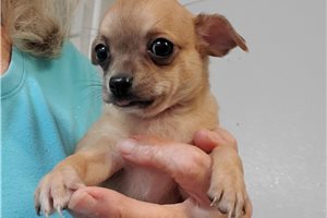Lenny - puppy for sale